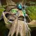 Treant Protector